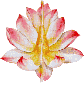 Bild: Reikilotus - Zwei zusammengekommende H�nde im Herzen einer Lotusbl�te